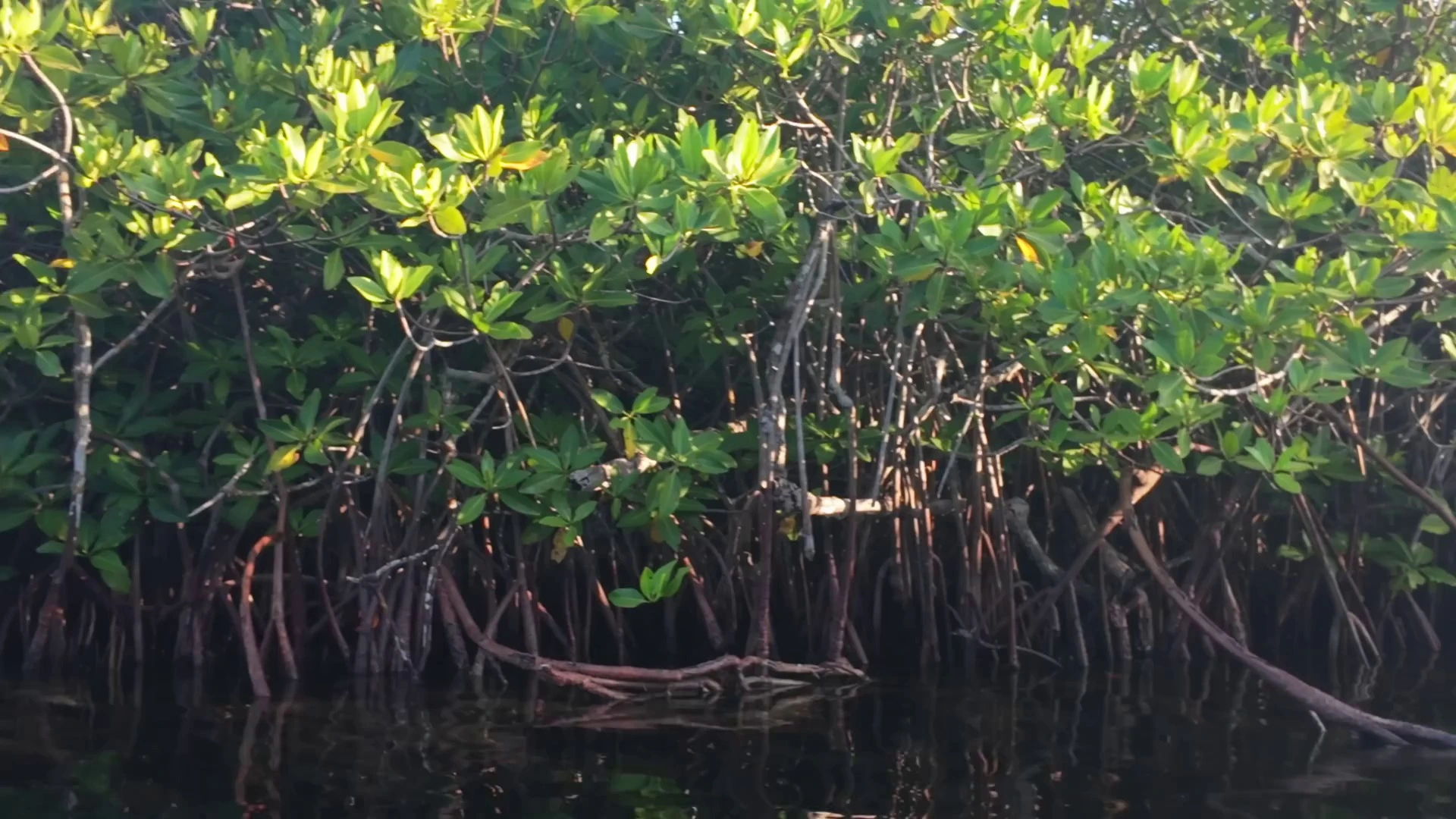 Nichupté Lagoon Mangroves: Coastal Ecosystem Function