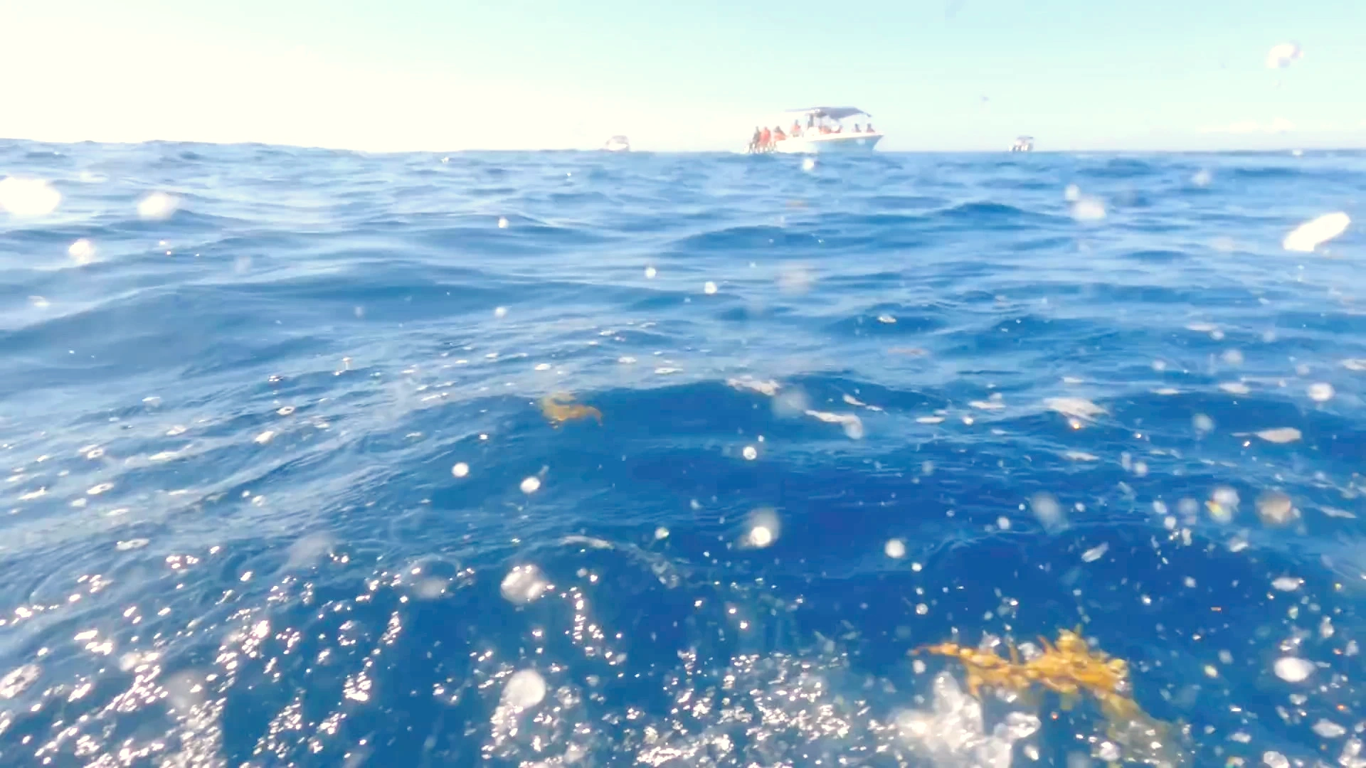 Offshore Marine Environment: Sargassum & Vessel Operations