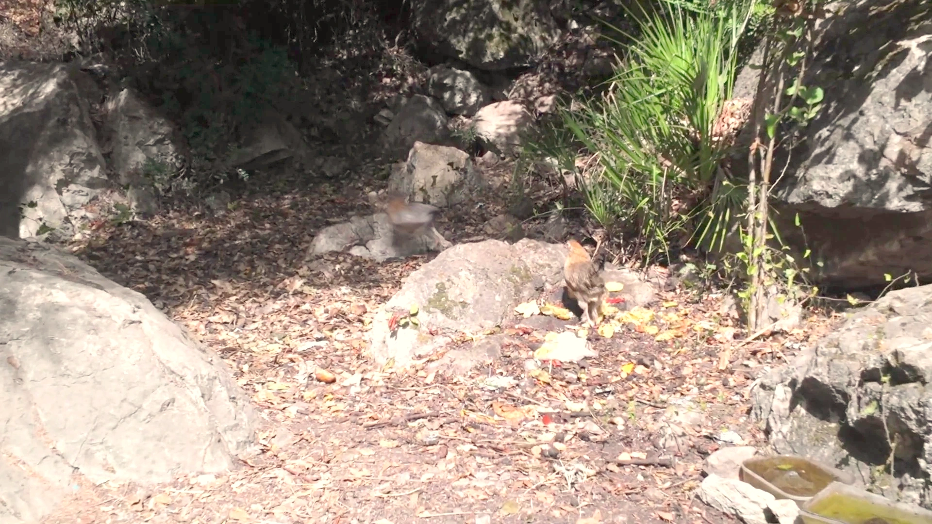 Akchour Valley Wildlife: Feral Fowl Foraging
